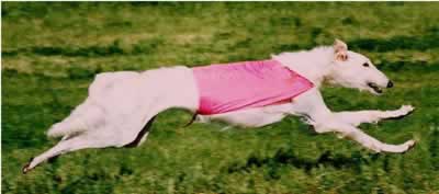 Photo of  Abby at a gallop
