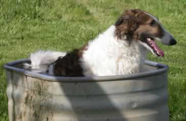 Photo of Alfred in trough cooling off