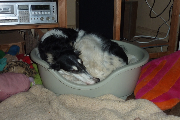 Tilly Curled up in pod bed