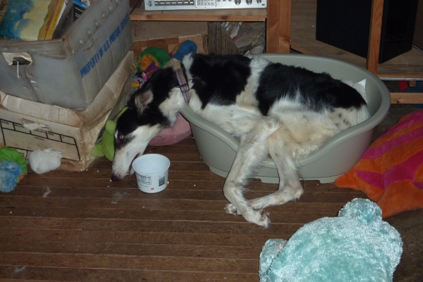 Tilly overflows pod bed