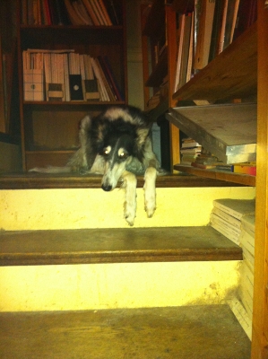 Tilly On the Stair Throne